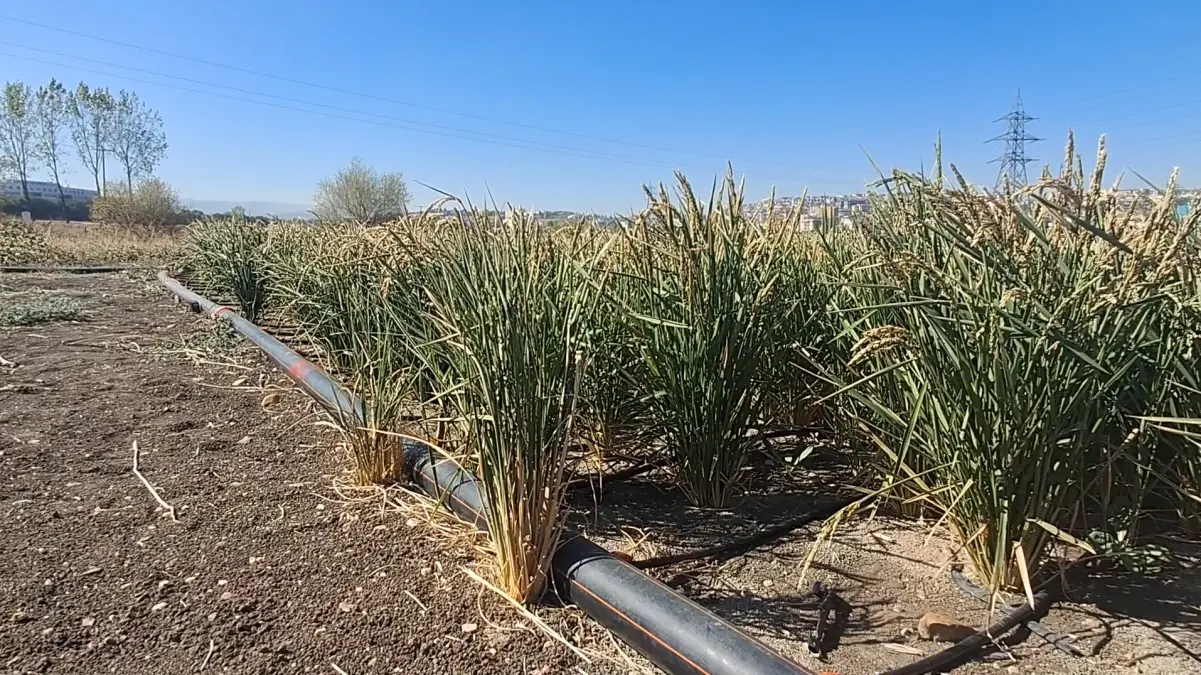 damla sulama ile celtik uretiminde su tasarrufu sJZWG3xK