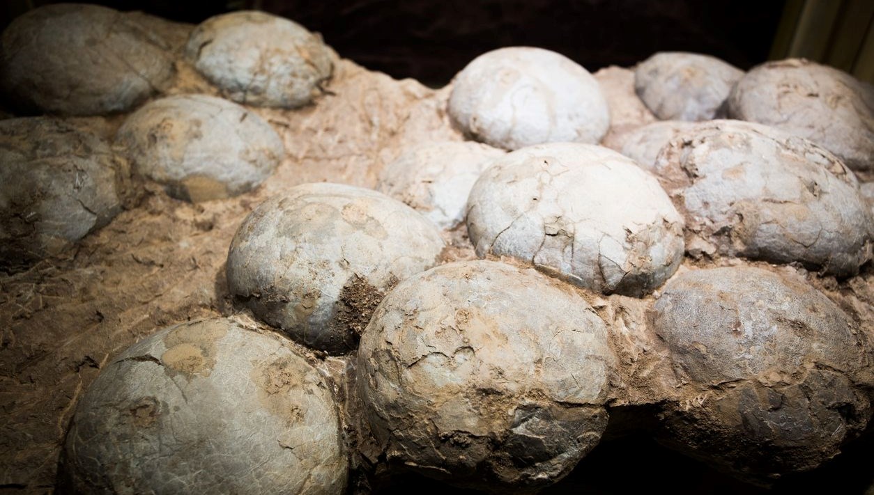 tarihte ilk kez bir dinozor yumurtasinin yasi hesaplandi cKZ5NxA2