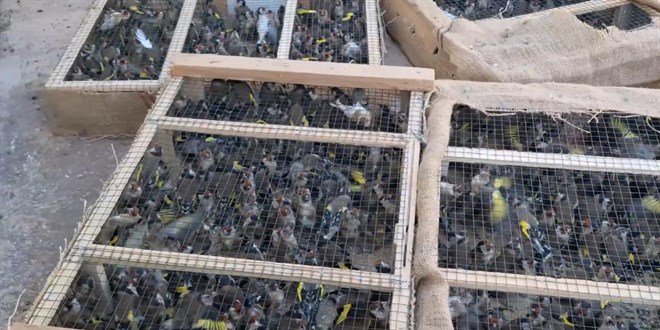 Saka kuşu kaçakçılığına 10,8 milyon lira ceza saka kusu kacakciligina 108 milyon lira ceza hgy92tZP.jpg