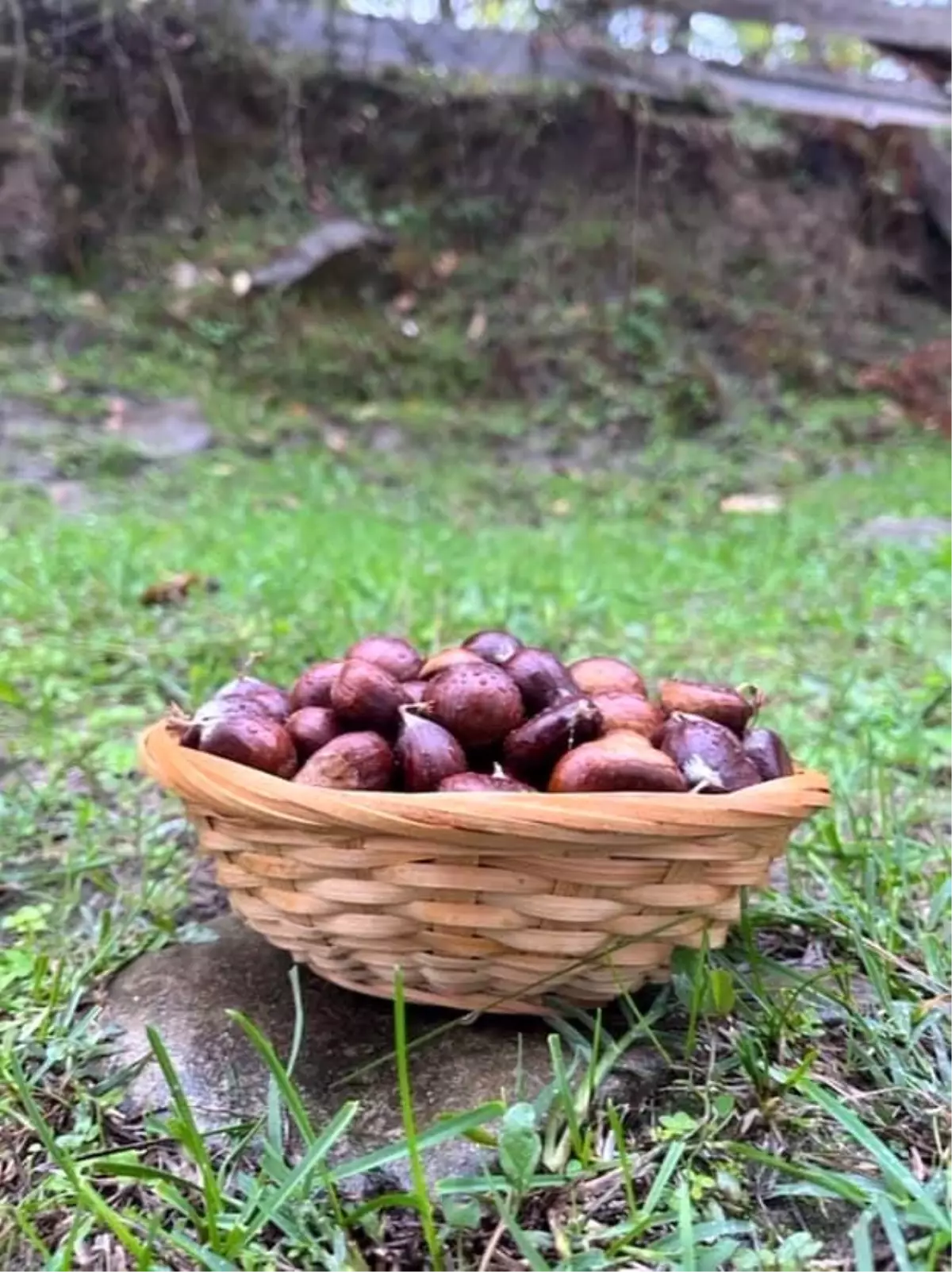 Sinop’ta Kestane Sezonu Başladı: Geleneği Yaşatıyorlar sinopta kestane sezonu basladi gelenegi yasatiyorlar BGJBN9LI.jpg