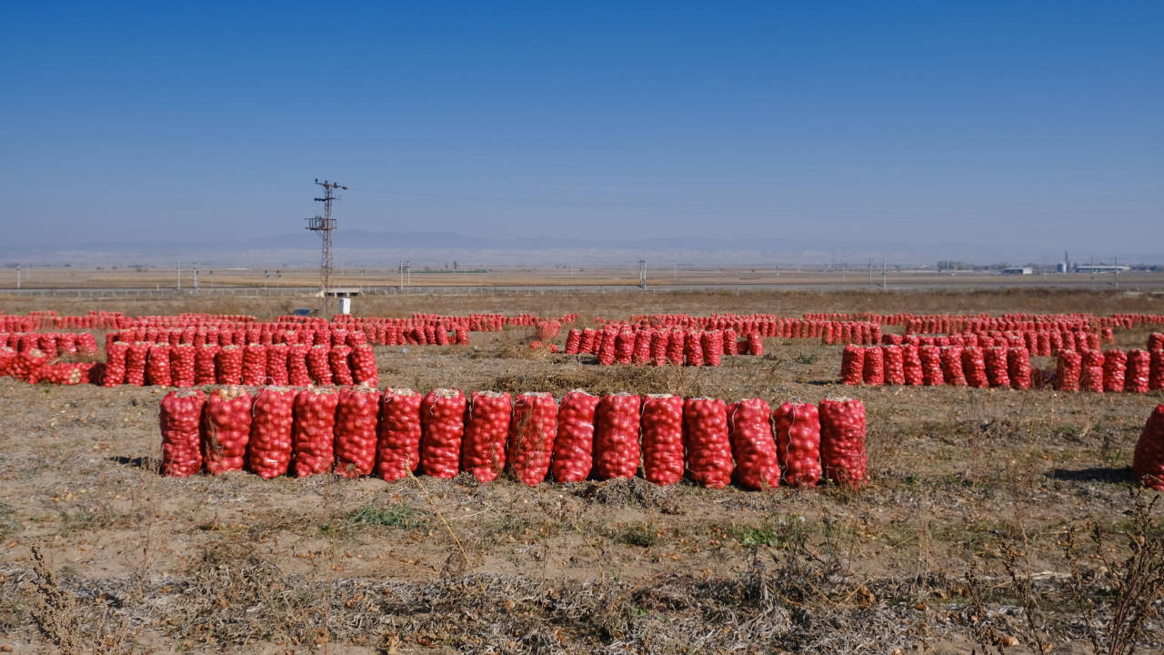 eskisehirde 800 ton sogan tarlada kaldi devletin tarimla ilgili kurum ve kuruluslari feryadimizi duymuyor UYIuBUQW.jpg