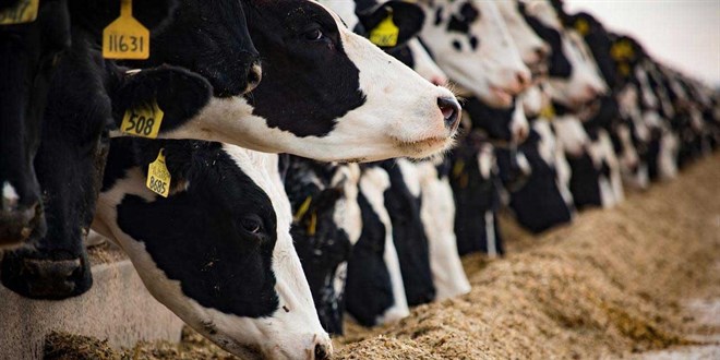 Tarım ve Orman Bakanlığı duyurdu: Şap hastalığı kontrol altına alındı