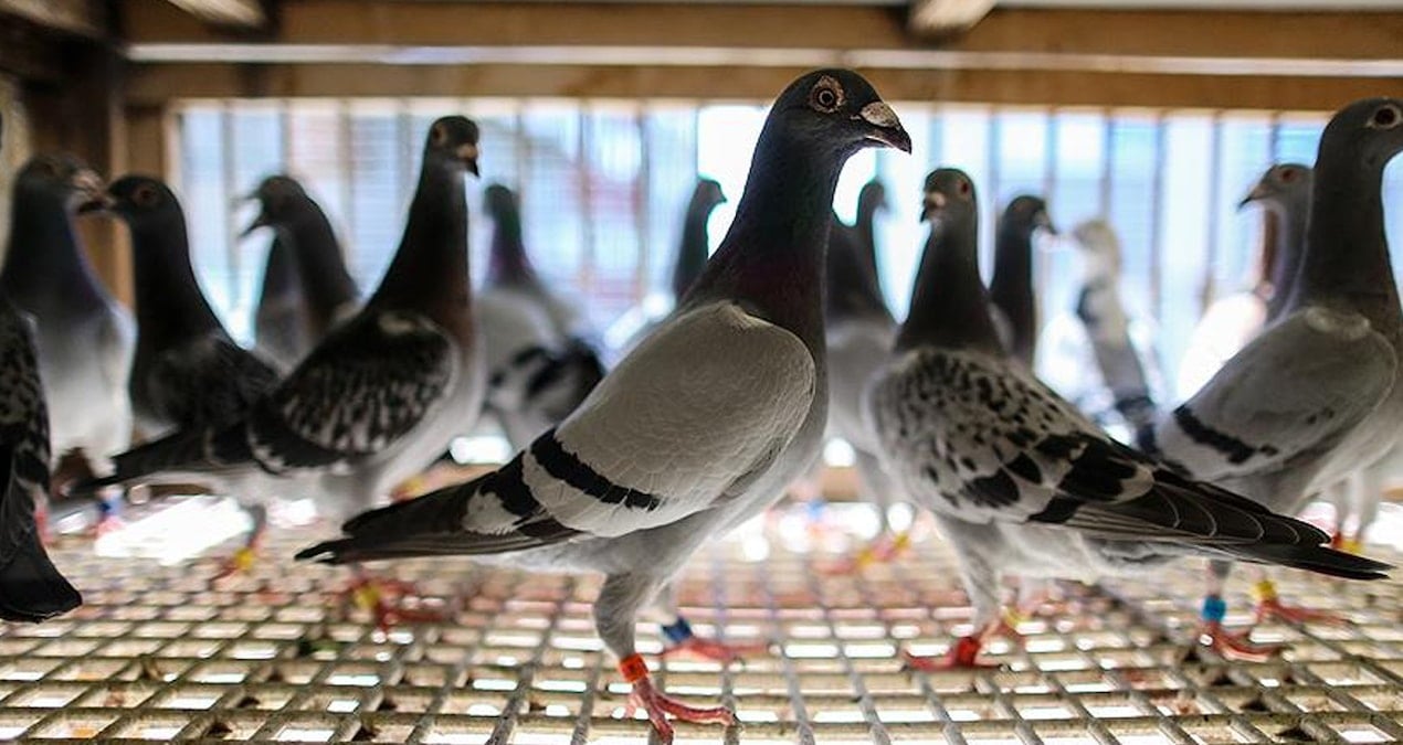 Bu da oldu! Banka vatandaşın borcu için güvercinlerini haczetti