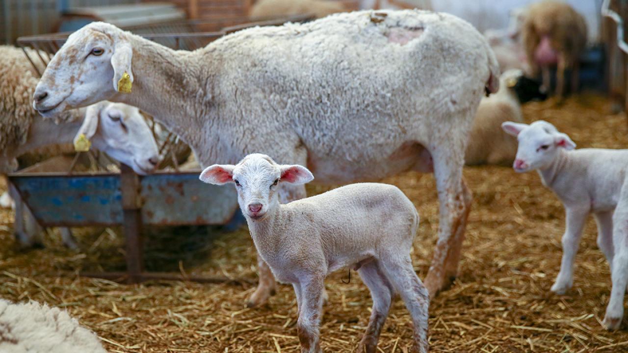 Üreticiye müjdeli haber: Çiftçinin yüzünü güldürecek destek programı açıklandı