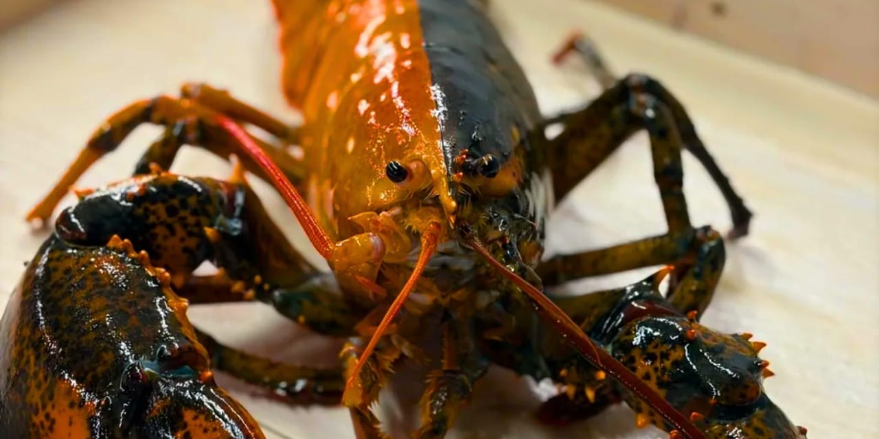 Nadir Görülen Çift Renkli Istakoz, Akvaryuma Bağışlandı