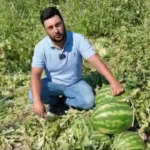 Karpuz ureticisinin isyani maliyet artiyor urunun fiyati yerinde sayiyor 2iODJh8r