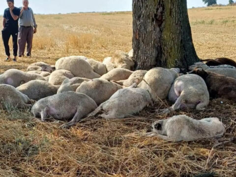 Yagmurdan kacarken felaketi yasadilar 30 koyun yildirimda oldu YIBvjMOw